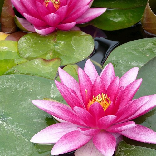 Nympheae Charles de Meurvil